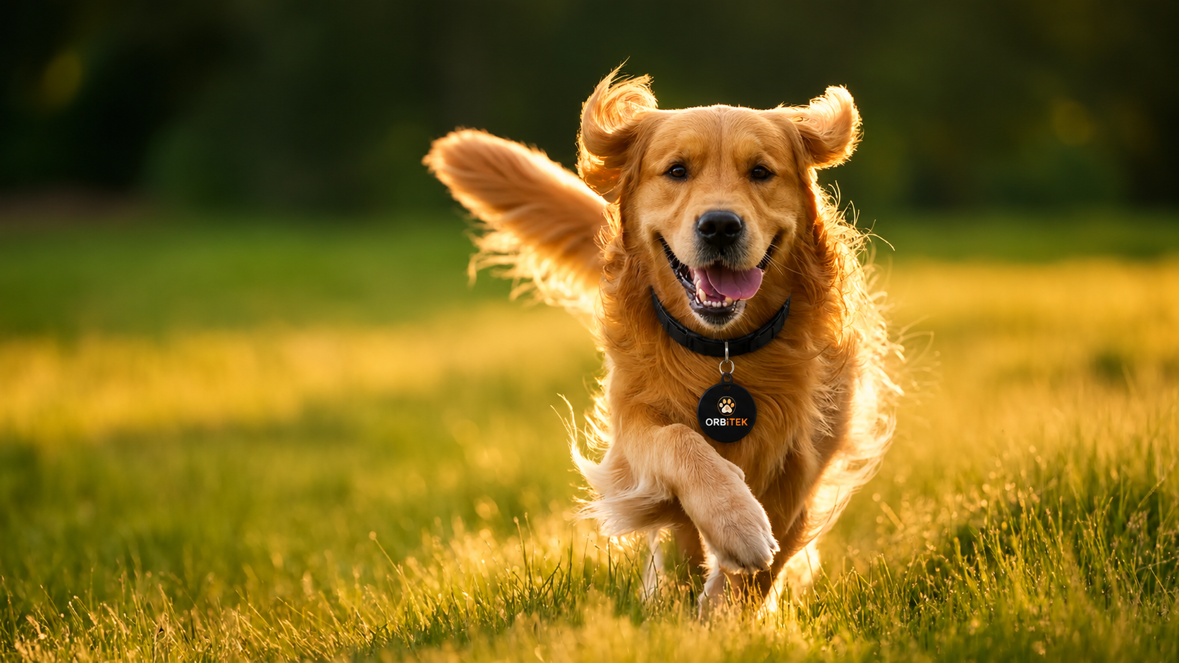 Cachorro usando a proteção Orbitek Pets
