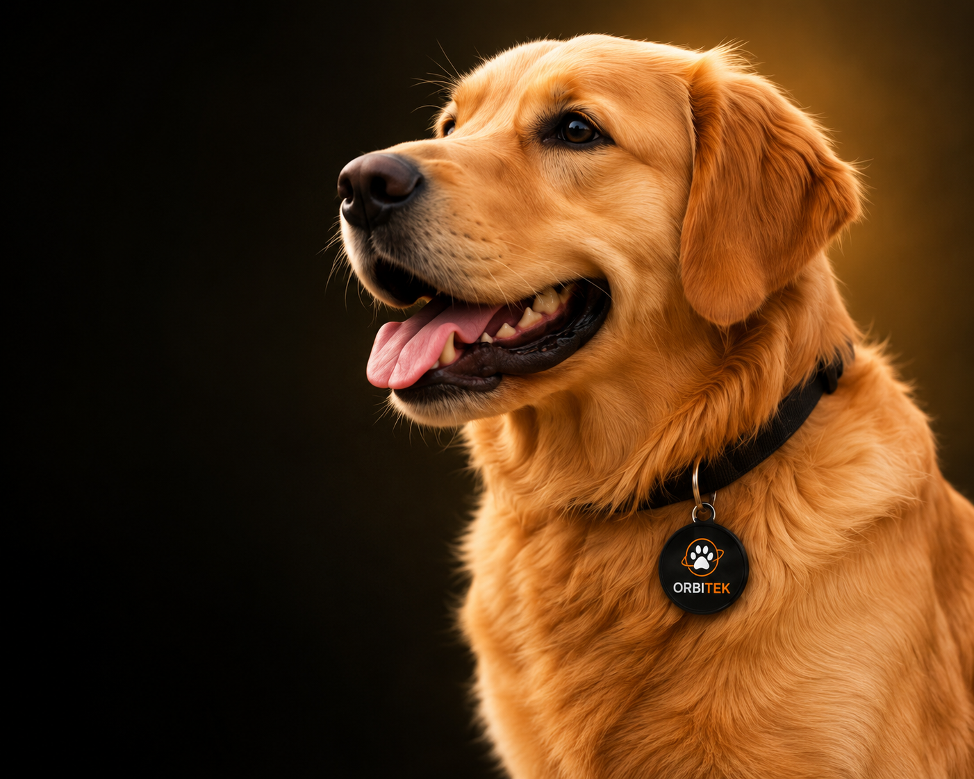 Cachorro de grande porte usando coleira e tag Orbitek Pets