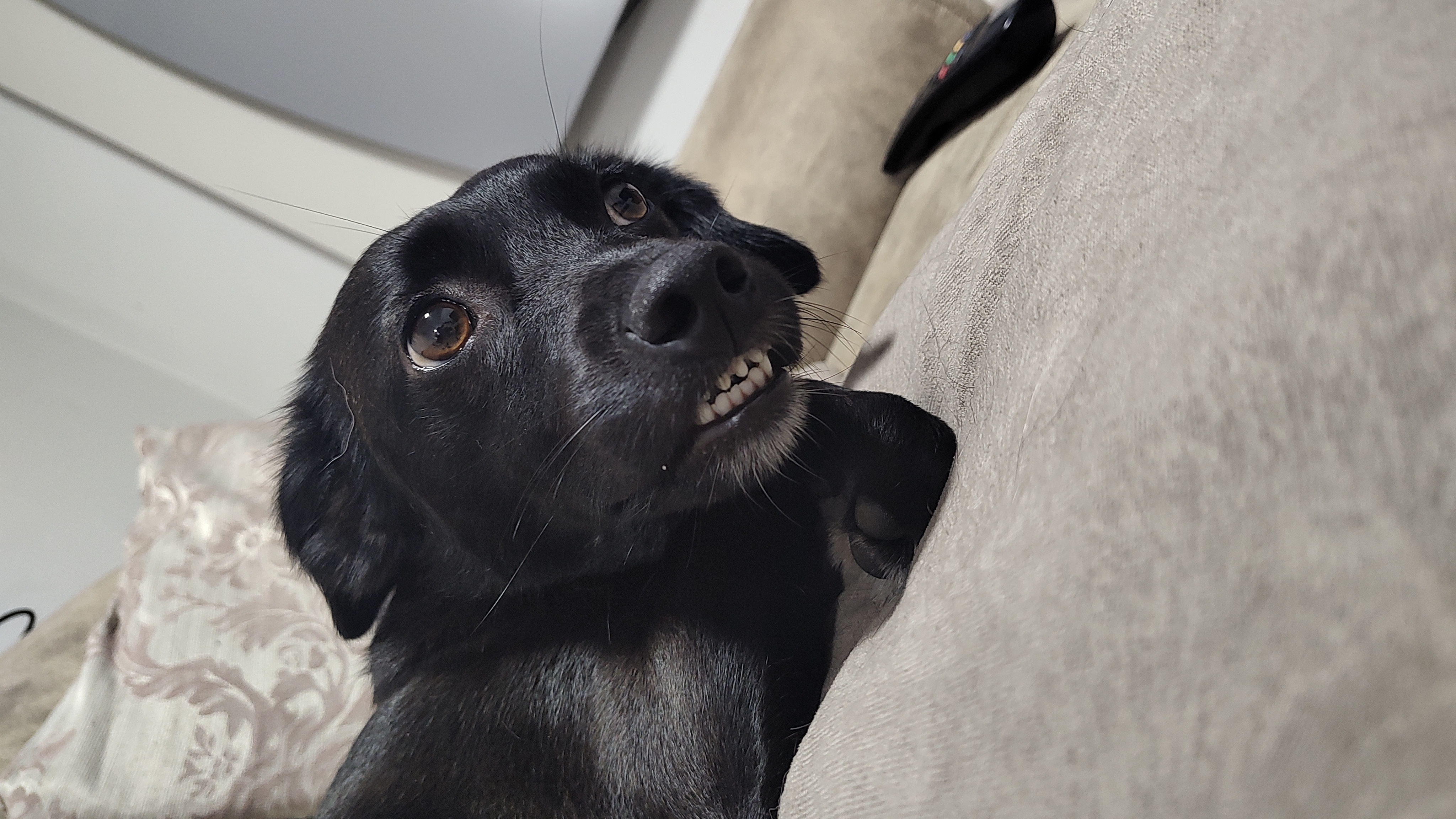 Foto do pet